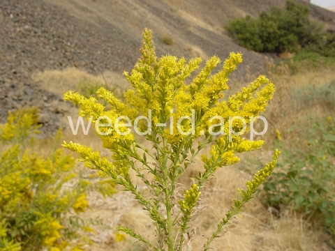 goldenrod, Canada